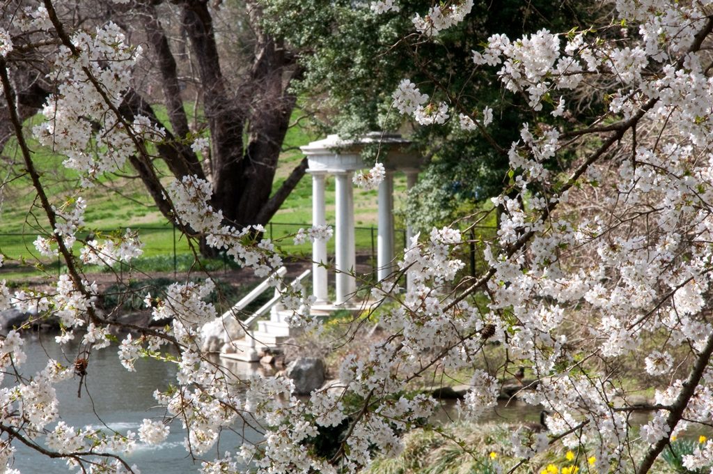 Morris Arboretum Spring