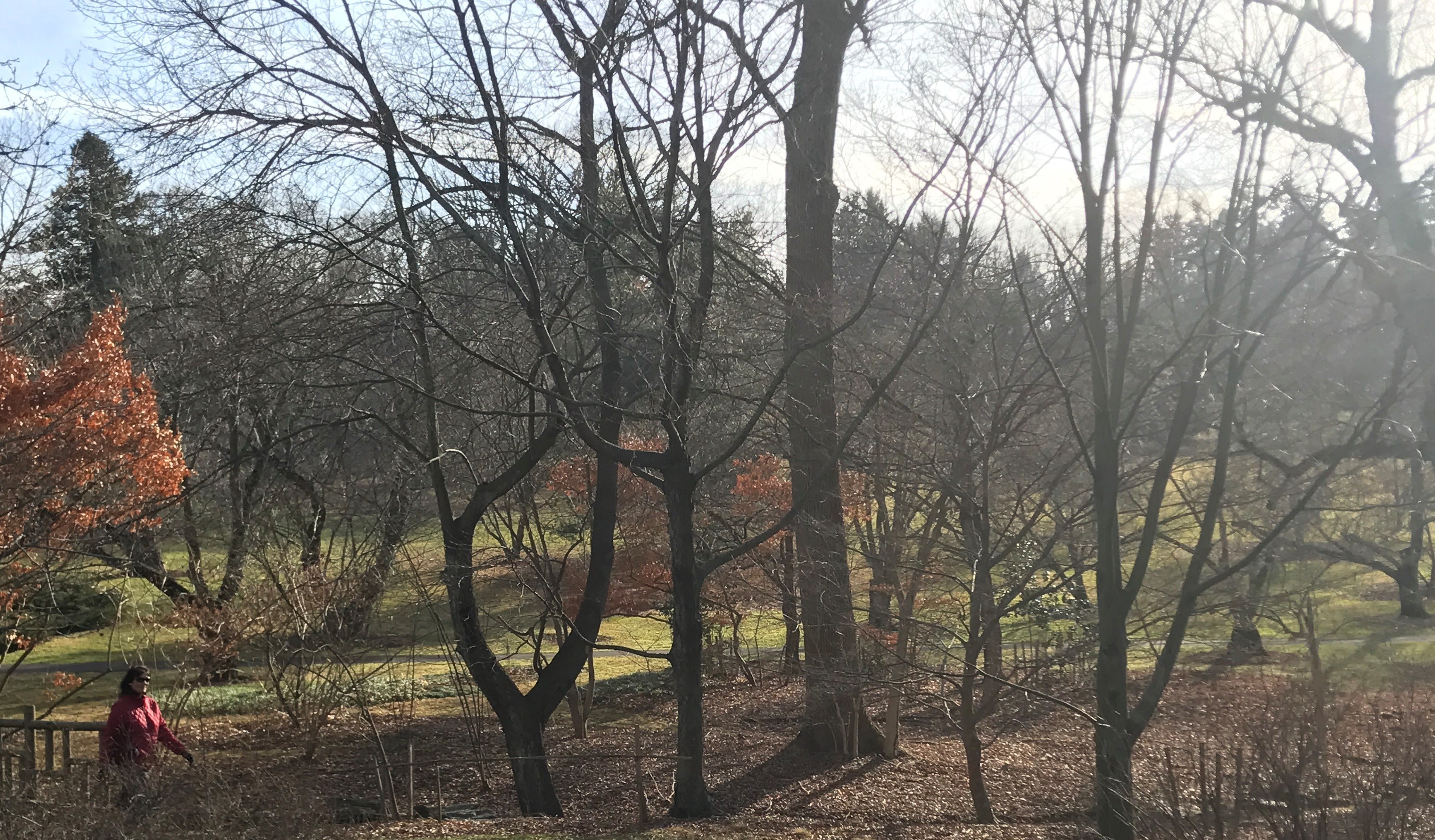 “Forest Bathing” at Morris Arboretum Chestnut Hill