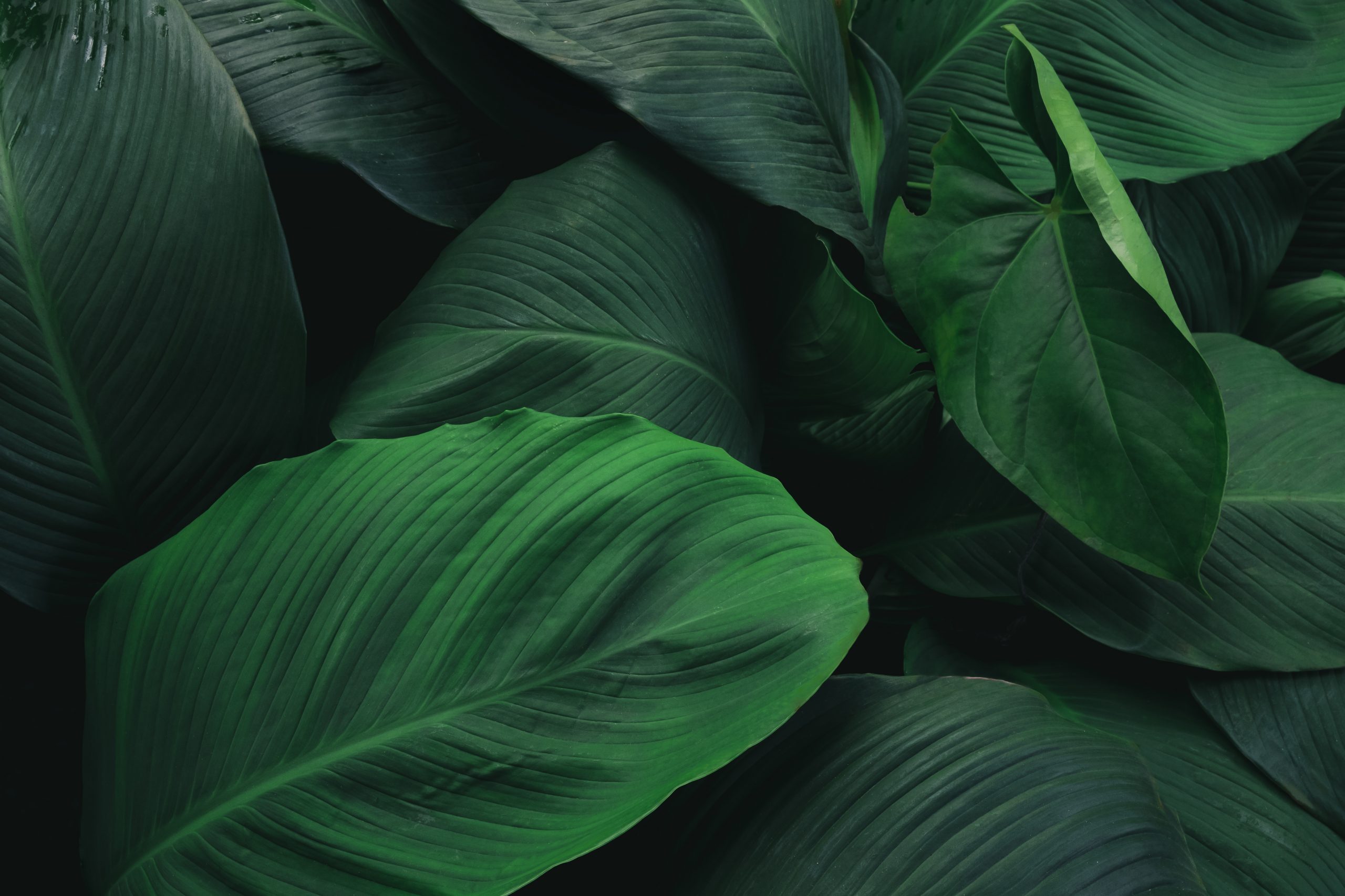 Tropical leaves close up