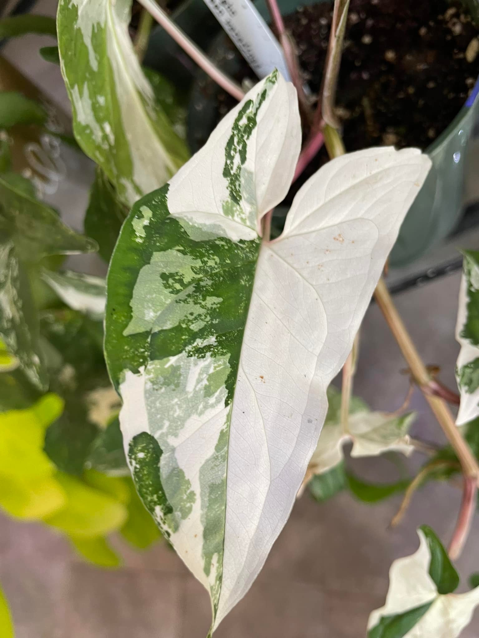Foliage - Close up of plant leaf