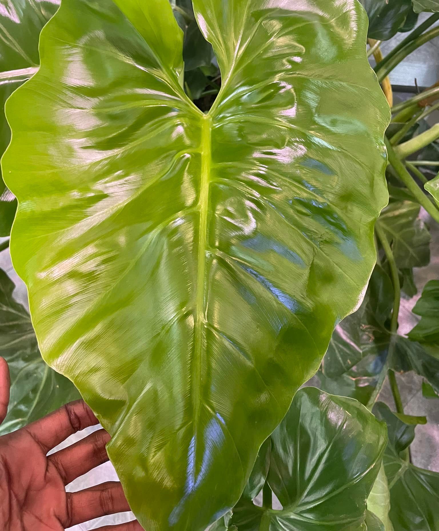 Foliage - Close up of plan leaf